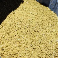 گندم معمولی