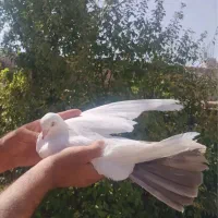 کفتر دم قهوه ای و دمسیاه|پرنده|یزد, |دیوار