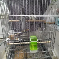 فروش یک جفت عروس هلندی|پرنده|کنگاور, |دیوار