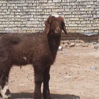 بره نر وماده