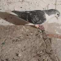 دوتا کبوتر رنگی جفت نر مست|پرنده|پاکدشت, پاکدشت (مامازند)|دیوار