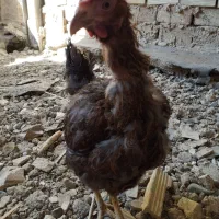 خروس گلین|حیوانات مزرعه|تهران, امیریه|دیوار