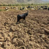 یه راس پازن یک ساله درجه یک شهرکردی