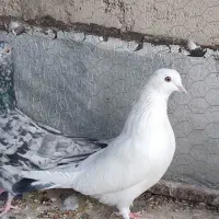 کبوتر|پرنده|مهریز, |دیوار