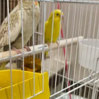 عروس هلندی گمشده بریانک