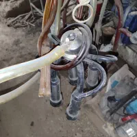 خرچنگی شیردوش سالم