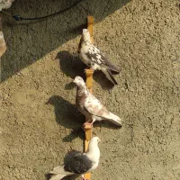 20 عدد پرشی به شرط پرش سوسکی ساده پشتی دمسفید