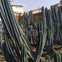 فروش کاکتوس سنپدرو|گل و گیاه طبیعی|زرگرشهر, |دیوار