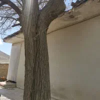 درخت توت هشاد ساله