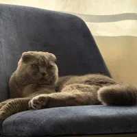 حیوانات خانگی