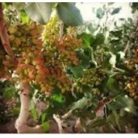 جایگزین تضمینی کود شیمیایی