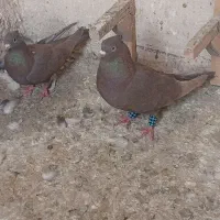 نرو ماده سرکه ای کاکل بزن