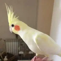 عروس هلندی نژاد لوتیانو کاملا دستی