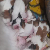 توله کوچولو|سگ|سیرجان, |دیوار