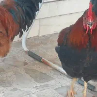 خروس خانگی ، محلی|حیوانات مزرعه|اصفهان, بوستان زاینده رود|دیوار