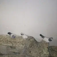 کفتر فروشی|پرنده|کهنوج, |دیوار