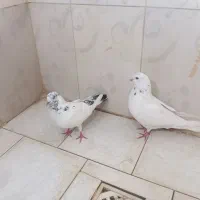 خالسبز اصیل خاش