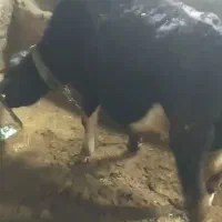 گوساله هلشتاین|حیوانات مزرعه|بیلوار, |دیوار