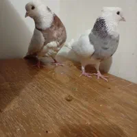 کبوتر طوقی|پرنده|بروجن, |دیوار