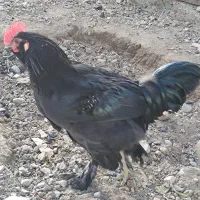 ۶ عدد خروس فروشی