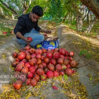 انار -کارگر- انار چینی- کارگر انارچین