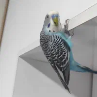 جفت مرغ عشق بامزه و کاملاً دستی + قفس و لوازم کامل|پرنده|مهاباد (آذربایجان غربی), |دیوار