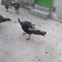 فروش بوقلمون برنزی|حیوانات مزرعه|میانه, |دیوار