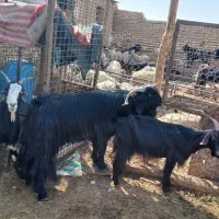 فروش بز آبستن سنگین چنتا ش تا هفت روزیکه میزایند|حیوانات مزرعه|مرودشت, نقش رستم|دیوار