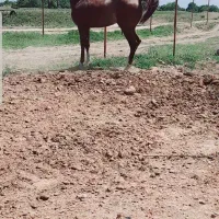 نریان سیلمی کره طوفان جنتیان&اسطوره مهتاب|اسب و تجهیزات اسبسواری|قزوین, |دیوار