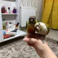 طوطی گرینچیک