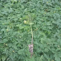 نشا گوجه ۴۱۲۹ دستگیر