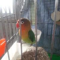 برزیلی بالغ