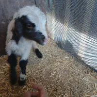 بره نره شیری|حیوانات مزرعه|کرمانشاه, |دیوار