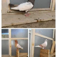 کبوتر زیبا