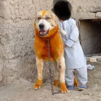 توله افغان اصیل