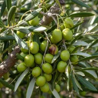 فروش نهال گـردو پیوندی با ضمانت کیفیت|خدمات باغبانی و درختکاری|کامیاران, |دیوار