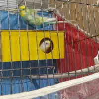 مزغ عشق|پرنده|شیراز, احمدی جنوبی|دیوار