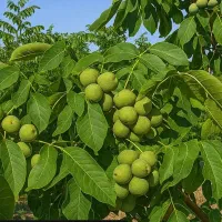 اجاره خانه ویلایی