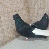 ‌دم‌ سفیدجفت اشعل ویه ماده سرخ دم سفیدخال سیاه|پرنده|کارون, |دیوار