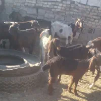 ابادان|حیوانات مزرعه|خرمشهر, |دیوار