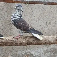 نرو ماده به شرط پرش