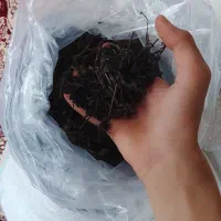 چای سرگل بهاره