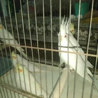 عروس هلندی لوتینو و البینو نه ماهه|پرنده|ابهر, |دیوار