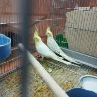 عروس هلندی با ۳تا جوجه یک ماهه|پرنده|بناب, |دیوار