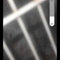 یک جفت کبوتر