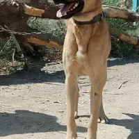 سگ نر سرابی