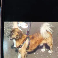 گمشده|حیوانات|قرچک, قشلاق جیتو|دیوار