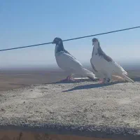 کفتر یا کبوتر