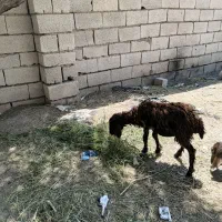 یک عدد بره