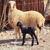 گوسفند شک سه شیره بابره هترو